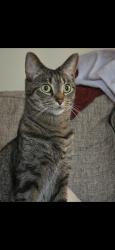 Lost Male Cat last seen Near Rolling Meadow Ln, Burlington, NC 27217