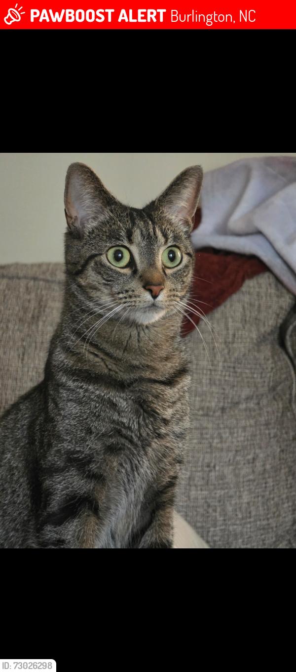 Lost Male Cat last seen Near Rolling Meadow Ln, Burlington, NC 27217
