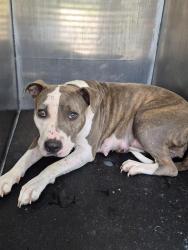 Shelter Stray Female Dog last seen KONTIKI, 4710 TX-151, San Antonio, TX 78227, USA