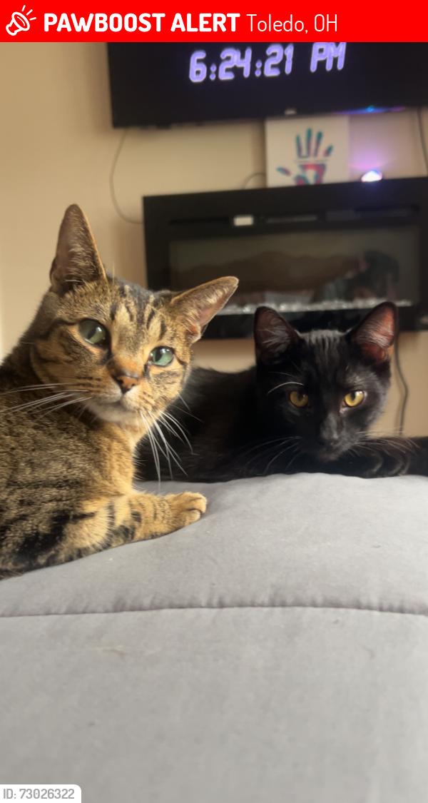Lost Female Cat last seen Highland park, Toledo, OH 43609