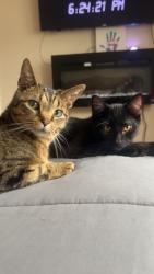 Lost Female Cat last seen Highland park, Toledo, OH 43609
