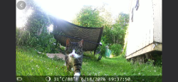 Reunited Female Cat last seen Farmdale Rd, Mount Holly, NJ 08060