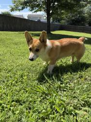 Found/Stray Male Dog last seen Dwight Eisenhower Way, Clarksville, TN 37042