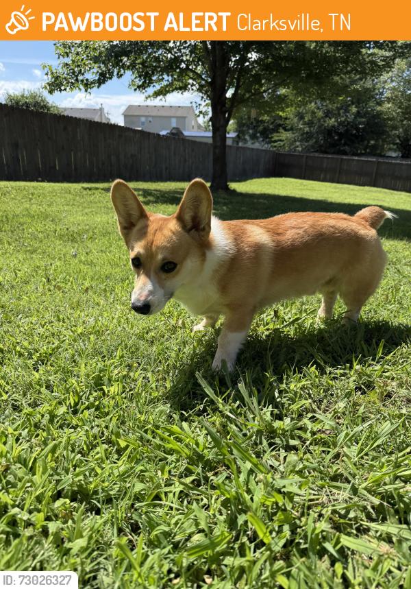 Found/Stray Male Dog last seen Dwight Eisenhower Way, Clarksville, TN 37042