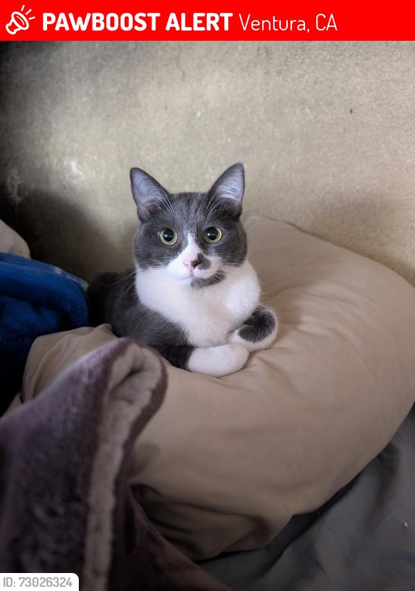 Lost Female Cat last seen La Conchita, Ventura, CA 93001