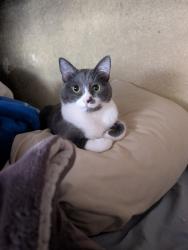 Lost Female Cat last seen La Conchita, Ventura, CA 93001