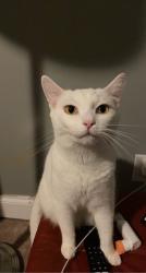 Lost Male Cat last seen N. Little Egypt Rd, Lincoln County, NC 28037