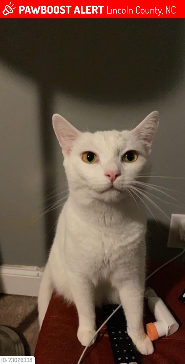 Lost Male Cat last seen N. Little Egypt Rd, Lincoln County, NC 28037