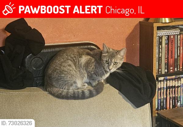 Lost Female Cat last seen 108th and Torrance in the alley, Chicago, IL 60617