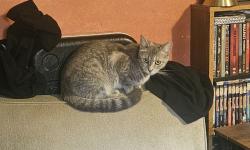 Lost Female Cat last seen 108th and Torrance in the alley, Chicago, IL 60617