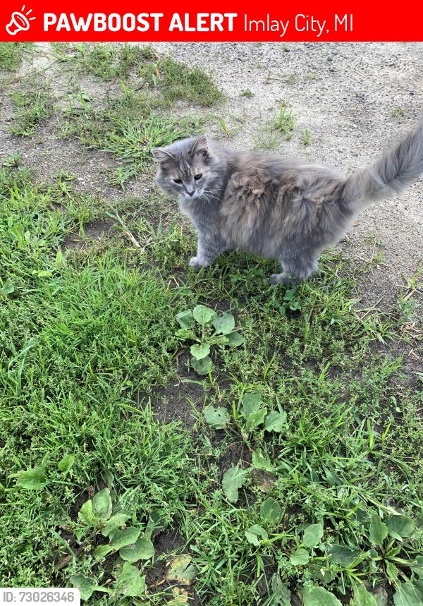 Lost Female Cat last seen Cade Rd and Norman Rd, Imlay City, MI 48444