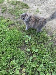 Lost Female Cat last seen Cade Rd and Norman Rd, Imlay City, MI 48444