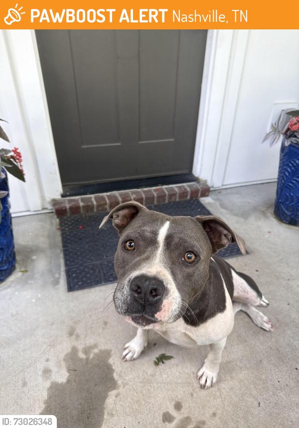 Found/Stray Female Dog last seen By Cleveland park, Nashville, TN 37207