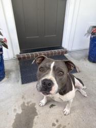 Found/Stray Female Dog last seen By Cleveland park, Nashville, TN 37207
