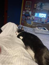 Reunited Male Cat last seen Ridgecrest road, Dewitt, ny, Wedgewood Terr, Revere Rd in DeWitt, NY, South Elgin, IL 60177