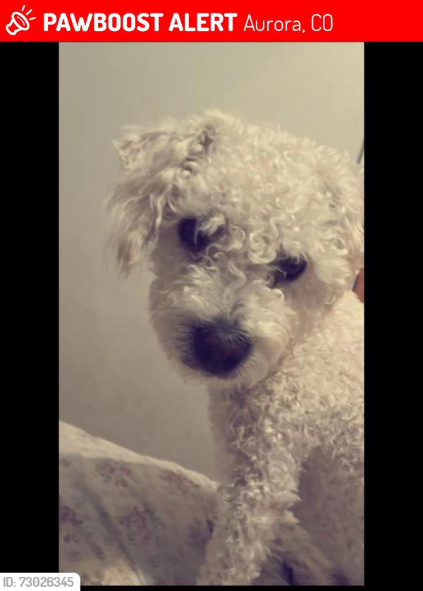 Lost Male Dog last seen En el parque de perros de fue visto por última vez, Aurora, CO 80018