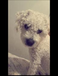 Lost Male Dog last seen En el parque de perros de fue visto por última vez, Aurora, CO 80018