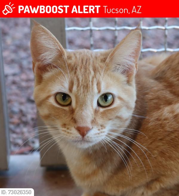 Lost Male Cat last seen Rita Road and Esmond Loop, Tucson, AZ 85747