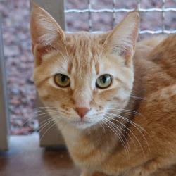 Lost Male Cat last seen Rita Road and Esmond Loop, Tucson, AZ 85747