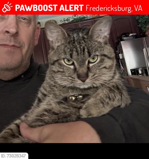 Lost Male Cat last seen Butternut and Laurel, Fredericksburg, VA 22405