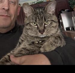 Lost Male Cat last seen Butternut and Laurel, Fredericksburg, VA 22405