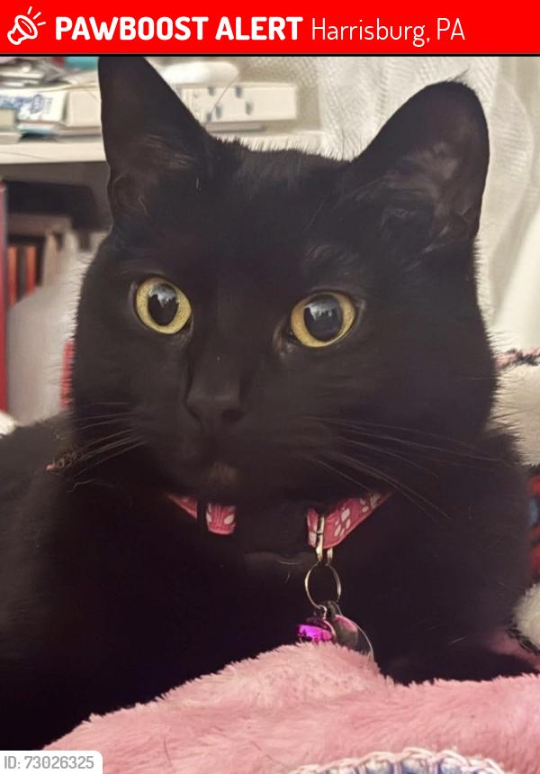 Lost Female Cat last seen Superior Drive and Union Deposit Road, Harrisburg, PA 17111
