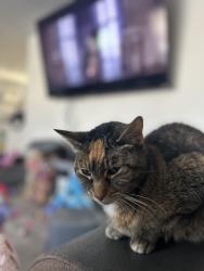 Reunited Female Cat last seen Grandview, Crest Hill, IL 60403