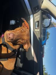 Lost Female Dog last seen cazadero general store , Cazadero, CA 95421