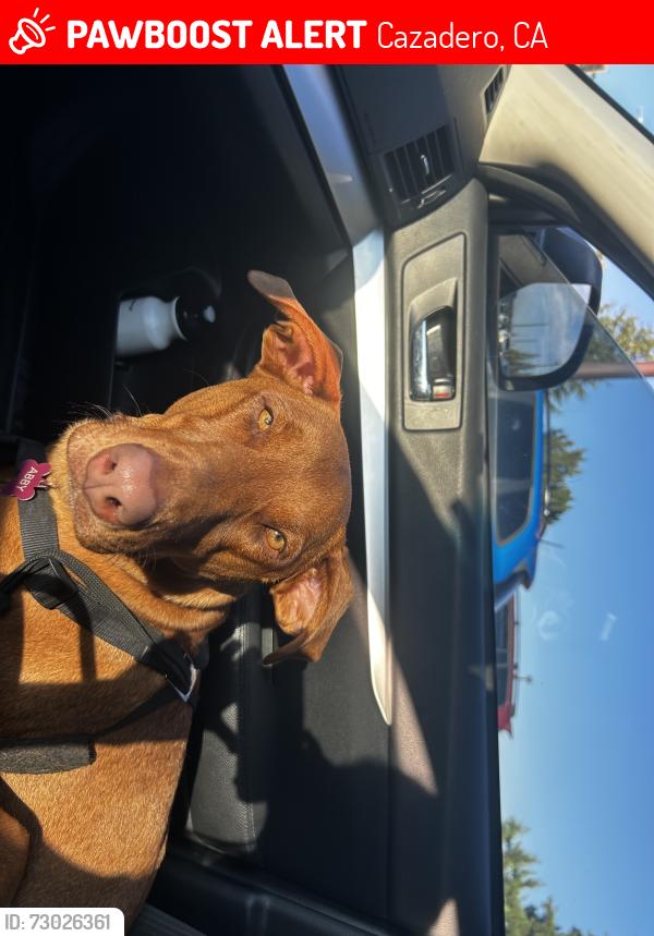 Lost Female Dog last seen cazadero general store , Cazadero, CA 95421