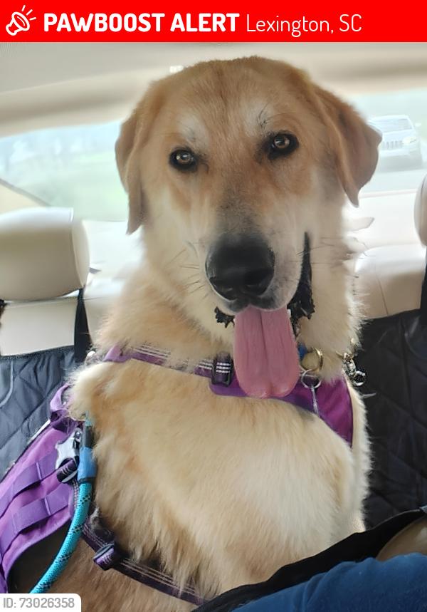 Lost Male Dog last seen Mossborough Dr Lexington, SC, Woodberry Rd   Lexington SC, Lexington, SC 29073