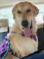 Lost Male Dog last seen Mossborough Dr Lexington, SC, Woodberry Rd   Lexington SC, Lexington, SC 29073