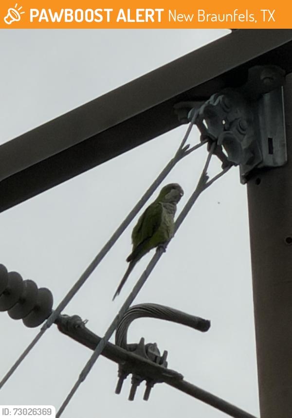 Found/Stray Unknown Bird last seen Morningside and Bee Blvd, New Braunfels, TX 78130