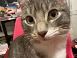Lost Male Cat last seen Boylston st / amory (jp area), Boston, MA 02130