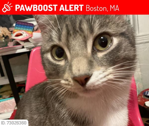 Lost Male Cat last seen Boylston st / amory (jp area), Boston, MA 02130