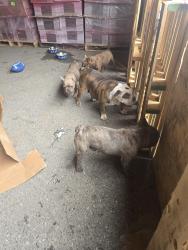 Reunited Female Dog last seen Palm Ave, pacific ave, Highland, CA 92346