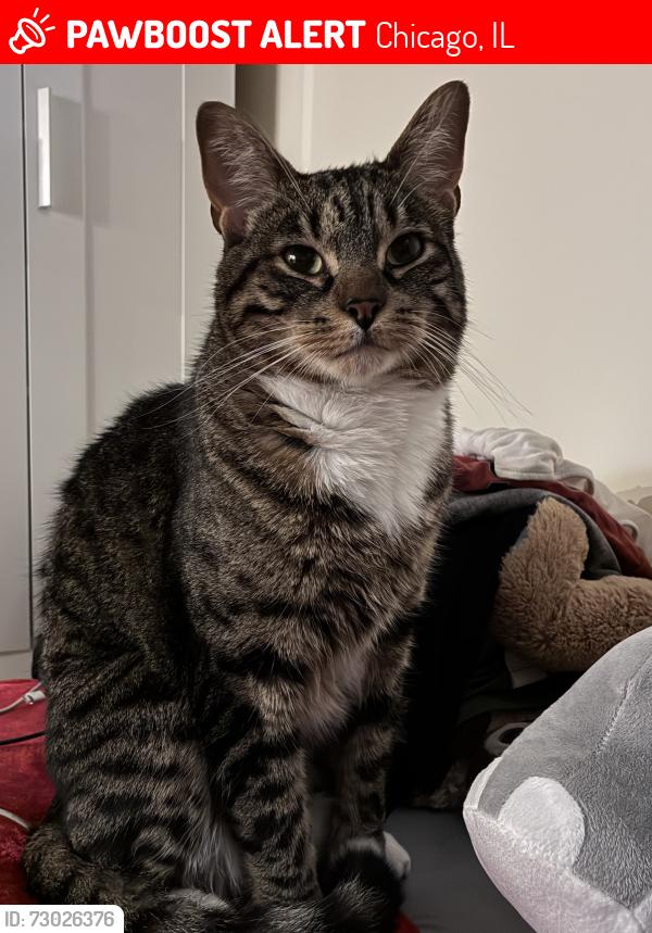 Lost Male Cat last seen Near pl, Chicago, IL 60638