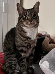 Lost Male Cat last seen Near pl, Chicago, IL 60638