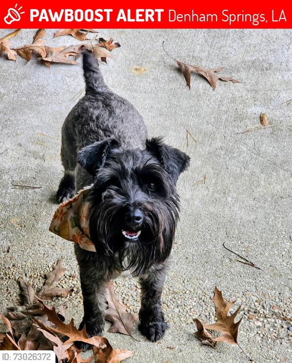 Lost Male Dog last seen North park, Denham Springs, LA 70726