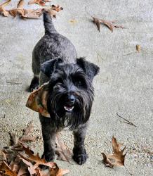 Lost Male Dog last seen North park, Denham Springs, LA 70726