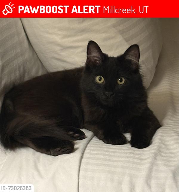 Lost Male Cat last seen Oakridge Elementary, Millcreek, UT 84124
