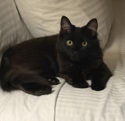 Lost Male Cat last seen Oakridge Elementary, Millcreek, UT 84124