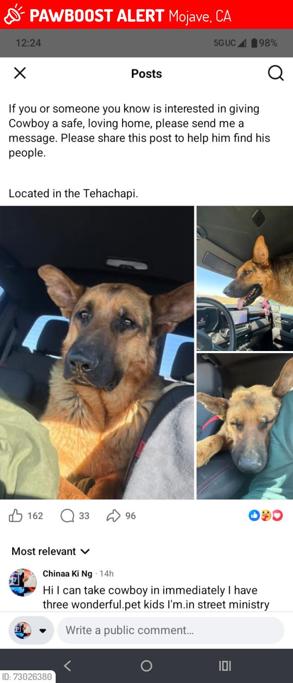 Lost Male Dog last seen Deser, Mojave, CA 93501