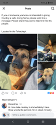 Lost Male Dog last seen Deser, Mojave, CA 93501