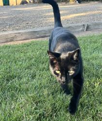 Lost Female Cat last seen Disch rd., Lockeford, CA 95237