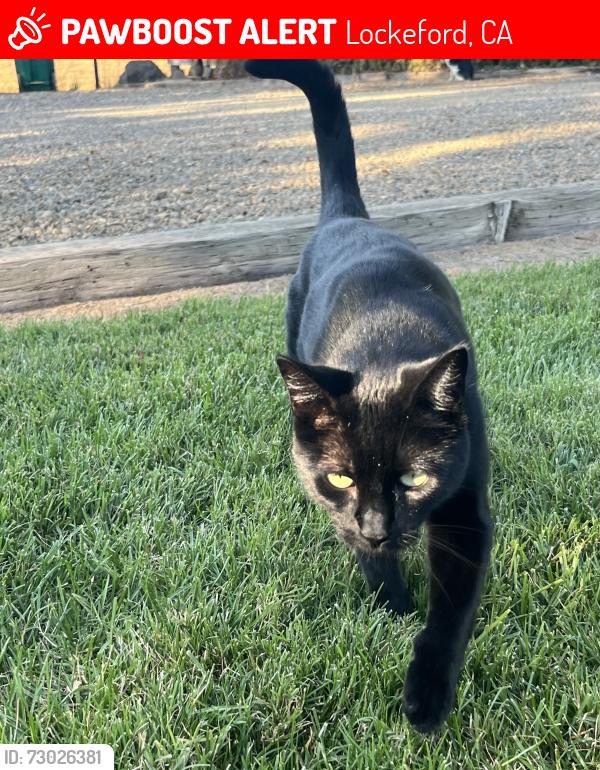 Lost Female Cat last seen Disch rd., Lockeford, CA 95237