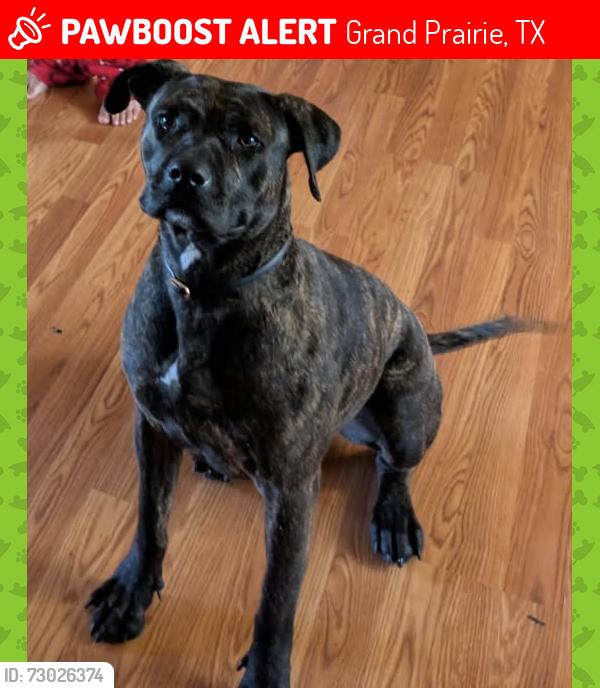 Lost Female Dog last seen Clayton oaks drive , Grand Prairie, TX 75052