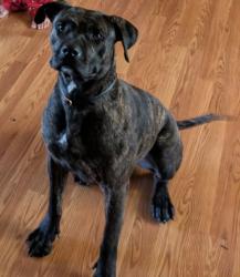 Lost Female Dog last seen Clayton oaks drive , Grand Prairie, TX 75052