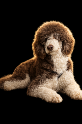 Reunited Male Dog last seen N Kendall St, Norwood, NC 28128