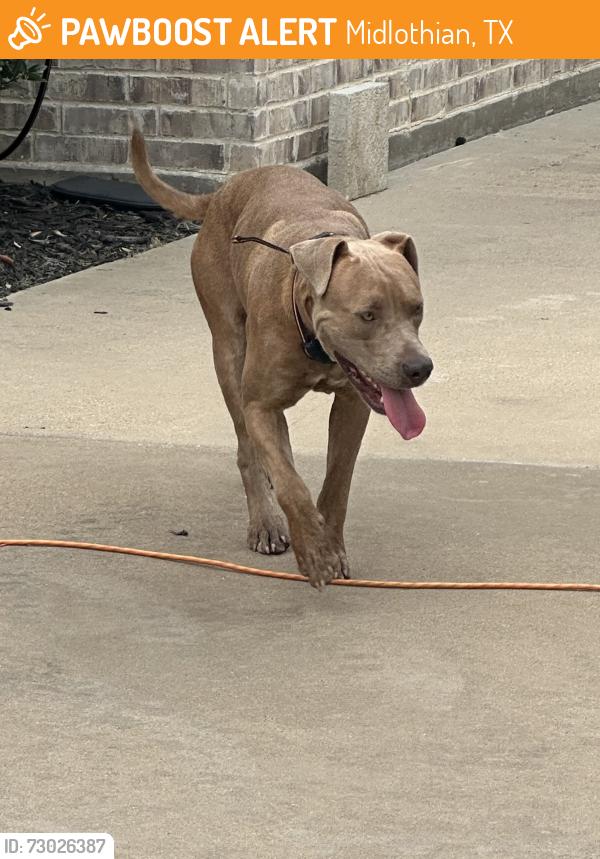 Found/Stray Male Dog last seen Dillon Circle , Midlothian, TX, Midlothian, TX 75167