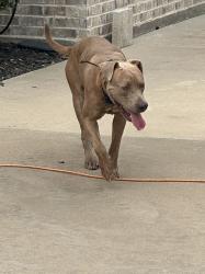 Found/Stray Male Dog last seen Dillon Circle , Midlothian, TX, Midlothian, TX 75167